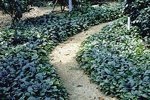 ベストホーム 岡山 人気の植木 グランドカバープランツ アジュガ レプタンス
